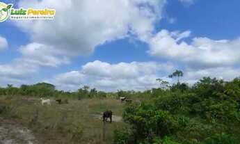 Imagem: FAZENDA Á VENDA EM PARAGOMINAS - PA - 13.068