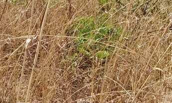 Imagem 4: Chácara em Jaraguá