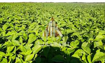 Imagem 3: ITIQUIRA - MATO GROSSO