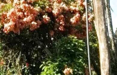 Imagem 2: Sítio em Bairro dos Mineiros - Bairro dos Mineiros - Angatuba/SP