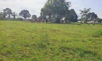 Imagem 5: Fazenda 1.500 x 2.000 com 30 cabeças de gado Autazes 1.100.000