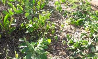 Imagem 5: VENDO!!! Um terreno bruto com 1.020 M² no loteamento gratidão, somente 12 km da