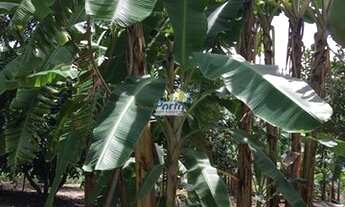 Imagem 4: Sítio para Venda Uruguai, Teresina