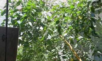 Imagem 5: Casa à venda, Bairro Cardoso Continuação, APARECIDA DE GOIANIA - GO