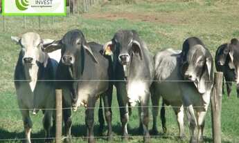 Imagem: Linda Fazenda com 16 dormitórios sendo