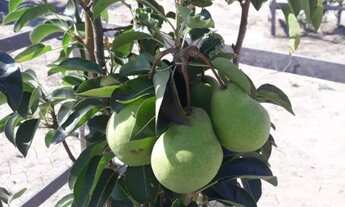 Imagem 2: Sítio a Venda em Morro do Chapéu - BA (Chapada Diamantina