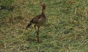Imagem 5: VENDO TERRENO CHÁCARA MORRO SETIMO CÉU