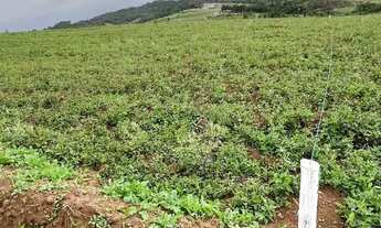 Imagem 6: Terrenos amplos e cheios de natureza!