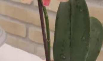 Imagem 5: Venda Casa com 3 dormitórios