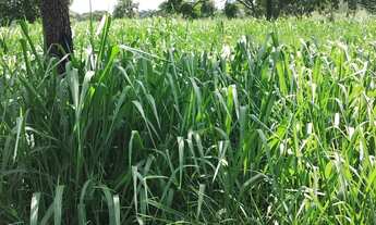 Imagem 5: Chácara Chácara com venda por R$350.000