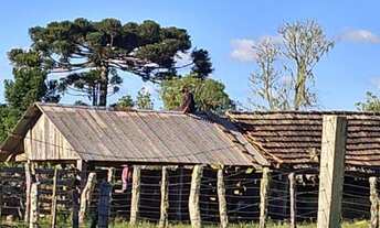 Imagem 6: Ótima fazenda para criação de gado