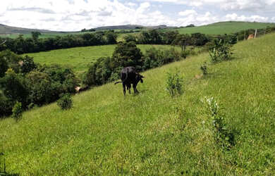 Imagem 7: Terreno com 3 hectares cod 11