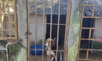 Imagem 6: Sitio de 32 hectares no Município de Arinos-MG