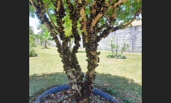 Imagem 3: Casa a venda em chapada dos Guimarães 352 m² por R$ 1.100.000 - Centro - Chapada dos Guim