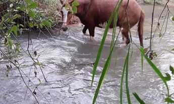 Imagem 4: Chácara a 60 km de Goiânia