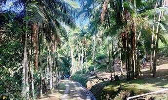 Imagem 6: Chacara plantio próximo ao centro + palmital