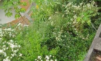 Imagem 10: Excelente terreno!