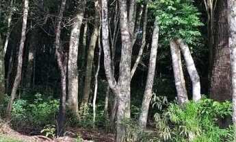 Imagem 3: Terreno Quatro Barras