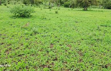 Imagem 3: Belíssima fazenda de aproximadas, 429 t, sede, curral, aguadas, rio, riacho, energia plana