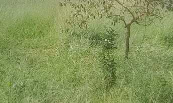 Imagem 2: Terreno com acesso asfaltado