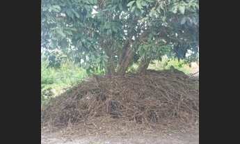 Imagem 5: Sitio Chácara com venda por R$150.000