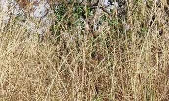 Imagem 3: Chácara em Jaraguá