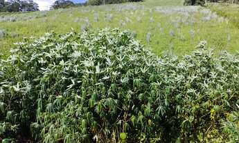 Imagem 7: Venda-se está propriedade de 1 alqueires e 17 LTS e 814,65m²no Município de Cachoeiro de