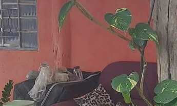 Imagem 5: Chacara em Claudinapolis 50 km de goiania