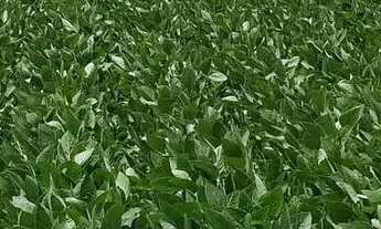 Imagem 4: Vendo Fazenda em São João da Aliança / Goiás!!!