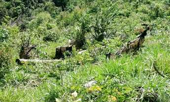 Imagem 6: Vende-se chácara de 2,500 metros quadrados