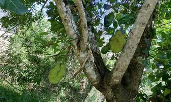 Imagem 2: Terreno rural 7.8ha, casa antiga, barracão, arvores frutíferas, 2 nascentes,2 lagoas