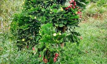 Imagem 3: Terreno de 1.000 m. 2 km asfalto