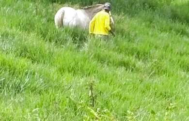 Imagem 5: FAZENDA PRÓXIMO DE AMARGOSA - 50 TAREFAS