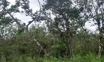 Imagem 3: Área de 2.000mtrs para chácara em Juquitiba!