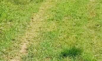 Imagem: Vendo o troco terreno