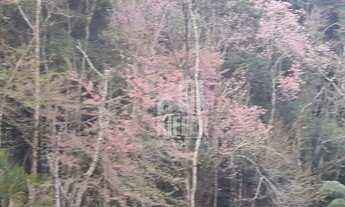 Imagem 5: Lindo Sítio com 34.031 m² à Venda em Vargem Alta, Nova Friburgo Região Serrana do RJ