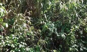 Imagem 5: VENDE-SE EXCELENTE TERRENO RIO PRETO EVA - PROX. RODOVIA AM 010