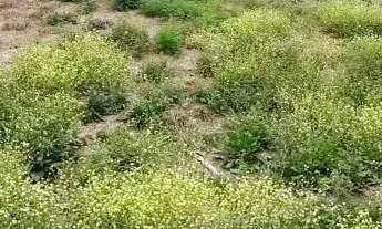 Imagem 2: TERRENO - VILA NOVA VALINHOS - SP