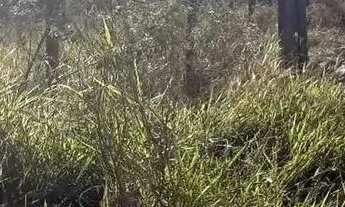 Imagem 7: Lote em Luiza Alfredo - Vista Alegre - São Pedro/SP