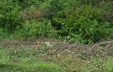 Imagem 7: Terreno em Redonda Icapuí