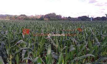 Imagem 6: Chácara com 1 dormitório à venda, 20166 m² por R$ 2.200.000,00 - Gleba Ribeirão Cafezal