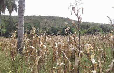 Imagem 4: Chácaras 1.000m² as margens do rio Cipó, com água e luz (Temos varias opções)