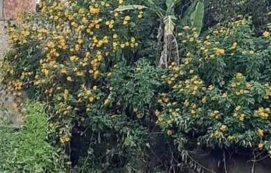 Imagem 3: Imóvel Terreno / lote com venda por R$60.000