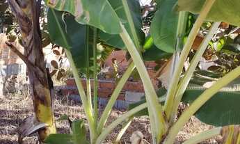 Imagem 4: Chácara em Aparecida