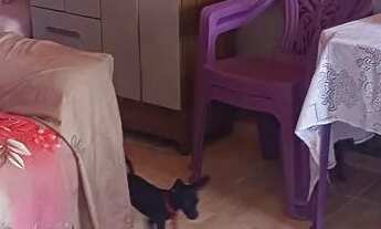 Imagem 3: Casa no albano Casa com 2 dormitórios