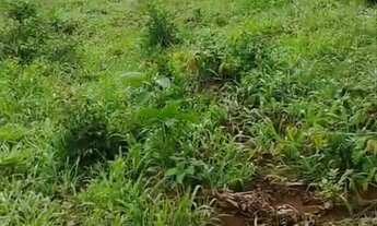 Imagem 3: Chácara laranjao-glaucilandia