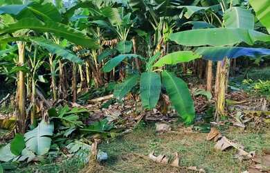 Imagem 2: Sitio com 130 hectares nas margens da BR 351 na região do manso a 71 km da cidad