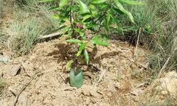 Imagem 6: Vendo chácara em Felixlândia