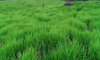 Imagem 4: Sitio em nova uniao