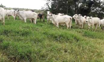 Imagem 6: ALAMBIQUE !!! AGRICULTURA E PECUÁRIA!!!12 DIVISORIAS DE PASTAGEM!!!!